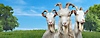 Hovedillustrasjon fra Goat Simulator 3 av tre geiter