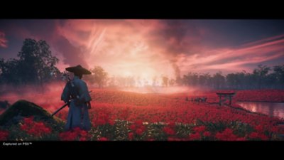 ghost of tsushima 花畑に沈む太陽
