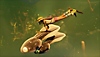 لقطة شاشة من لعبة Grounded تعرض طفلًا وهو يسبح مع الضفادع الصغيرة.