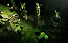 Moss-bakgrundsbild (dator)