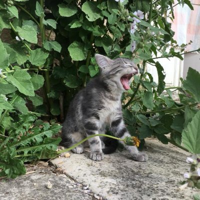 Stray แมวที่ใช้อ้างอิง - Litchi
