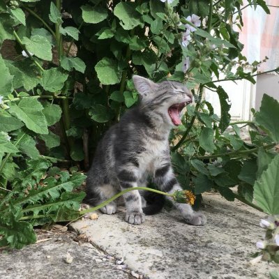 Gato de referência para Stray - Litchi