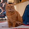 Модел на котка на Stray - Мърто
