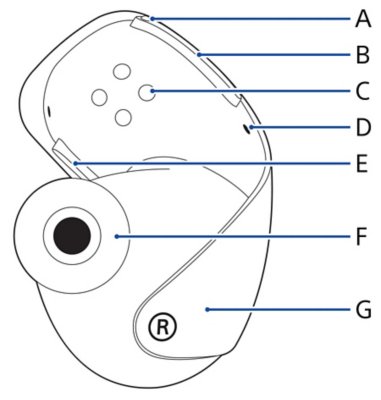 Aanzicht van het rechteroordopje en bijschriften die verticaal van bovenaf zijn gelabeld met de letters A tot en met G die overeenkomen met de namen van de afzonderlijke onderdelen.