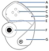 右耳机的视图，以及从顶部垂直标记的标注，字母A到G对应于各个部件的名称。