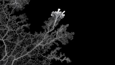 The Last of Us Mould Halloween 2025 Wallpaper 